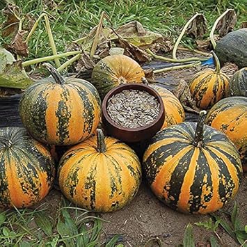 Kakai pumpkin Cucurbita pepo hull-less seeds for organic garden